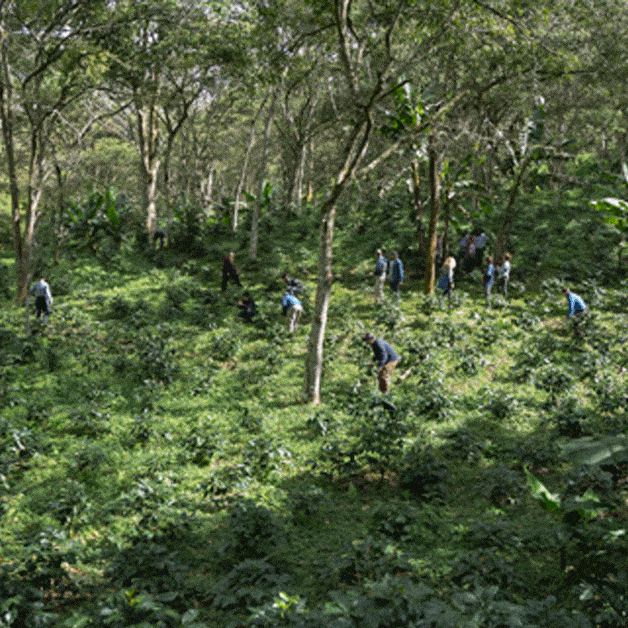 Weeding - coffee farm training
