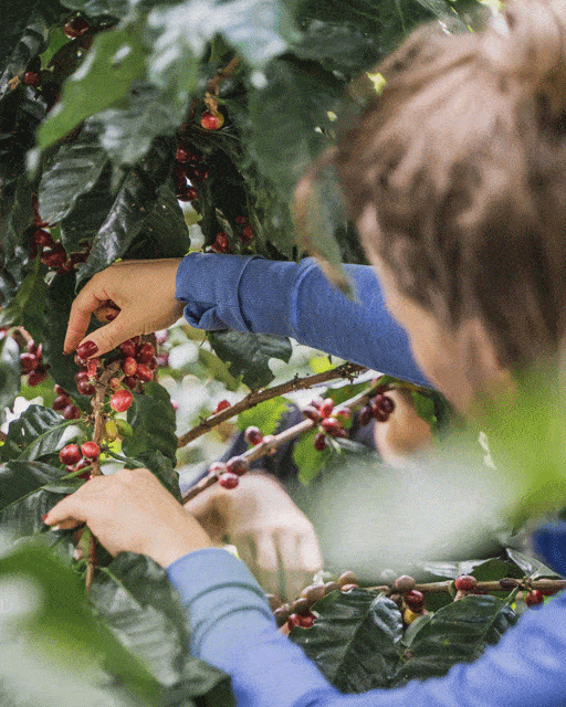 Picking - coffee farm training